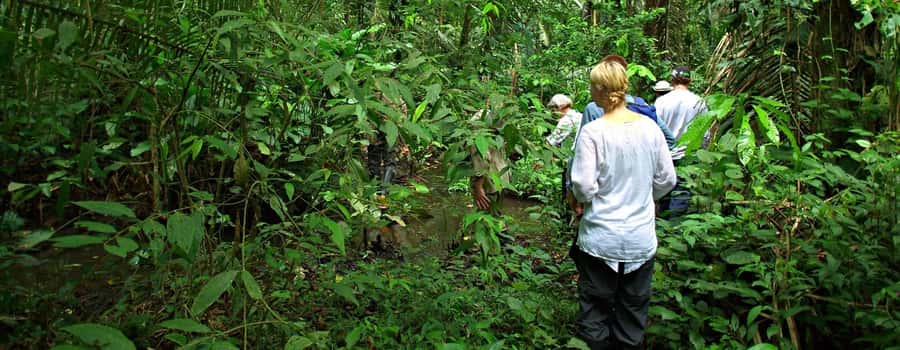 From Cusco: Manu National Park 3 Day Tour - From Cusco to the cloud forest