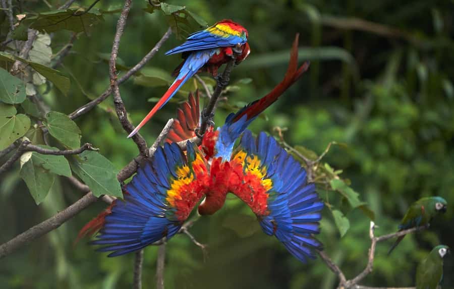 From Cusco: Manu National Park 3 Day Tour - Who will enjoy this three-day trip