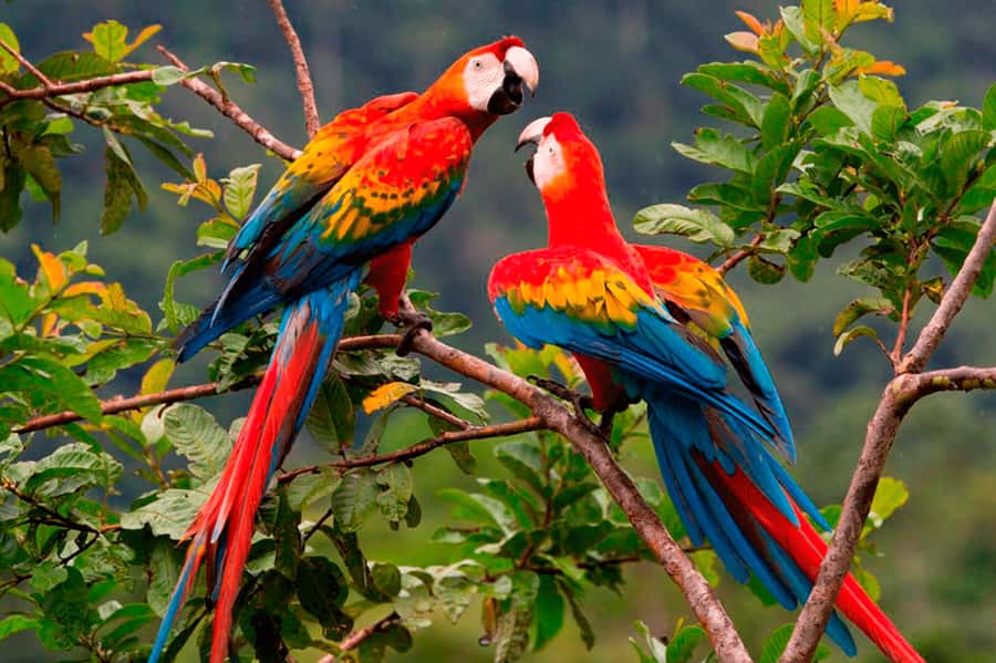 From Cusco: Manu National Park Tour & Accommodation 3 Days - Key points to know before booking
