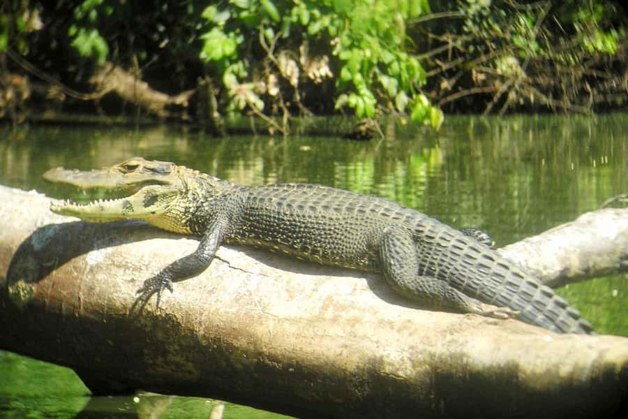 From Cusco: Manu National Park Tour & Accommodation 3 Days - Should you book this Manu tour?