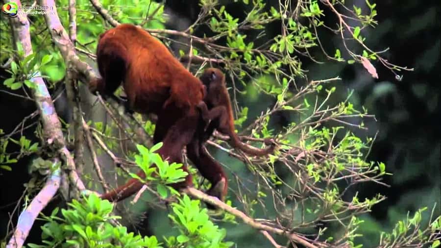 From Cusco: Manu National Park Tour & Accommodation 3 Days - Bats, spiders, and a night walk near the hostel