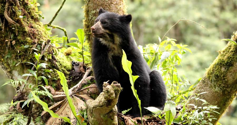 From Cusco: Manu National Park Tour & Accommodation 3 Days - Accommodation, meals, and physical demands