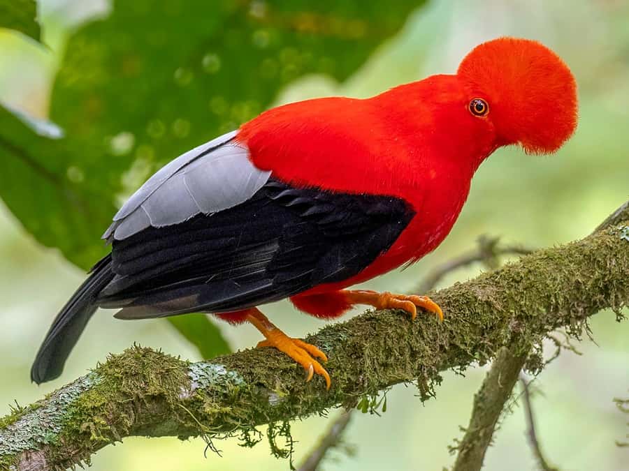 From Cusco: Manu National Park Tour & Accommodation 3 Days - What the guide can change