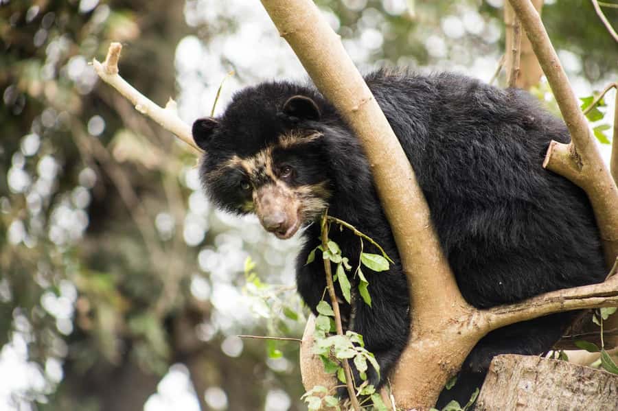 From Cusco: Manu National Park Tour & Accommodation 3 Days - Is the three-day value right for you?