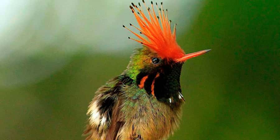 From Cusco: Manu National Park Tour & Accommodation 3 Days - Day one: Oropesa, Paucartambo, and the cloud forest