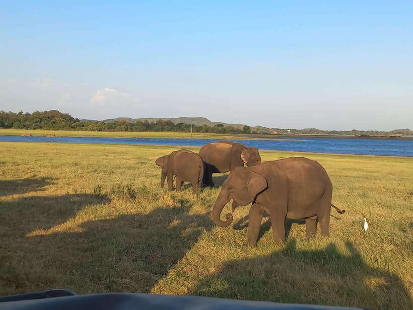 From Dambulla: Minneriya National Park wild Jeep Safari - Key points to know before you book