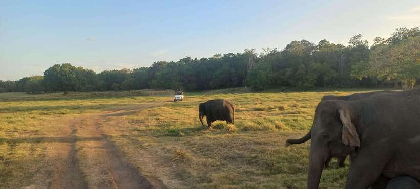 From Dambulla: Minneriya National Park wild Jeep Safari - Who should book this safari?