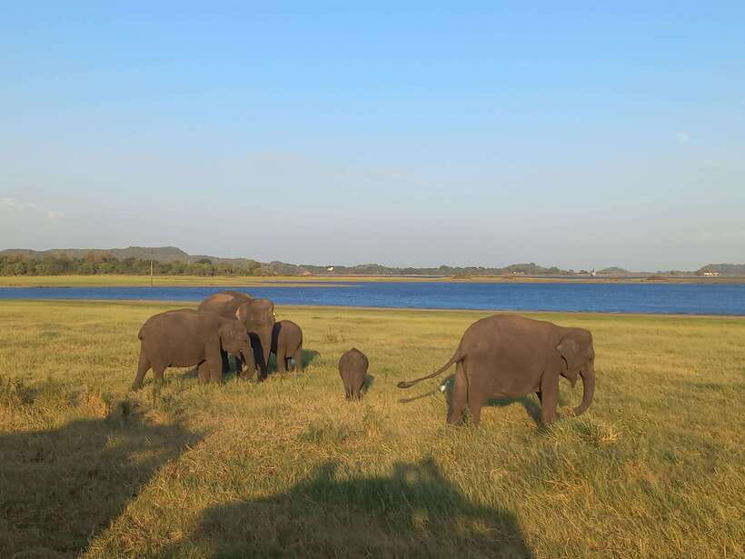 From Dambulla: Minneriya National Park wild Jeep Safari - Why Minneriya is a good choice from Dambulla