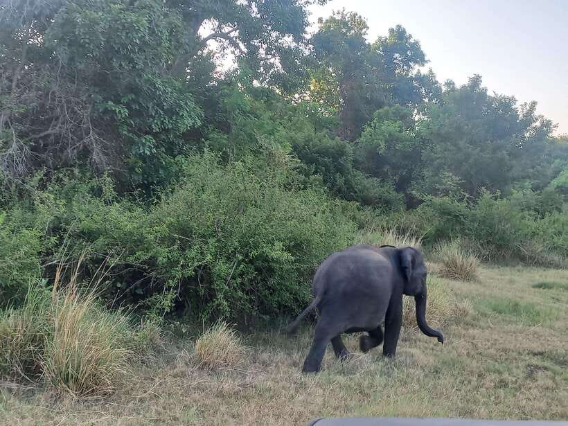 From Dambulla: Minneriya National Park wild Jeep Safari - Three hours among Minneriya’s wildlife