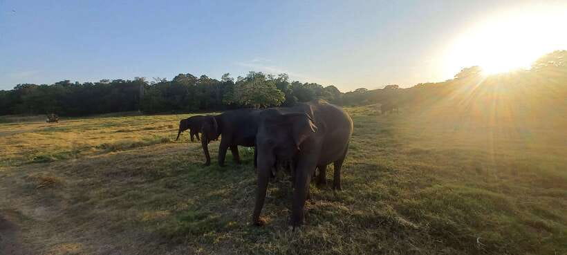 From Dambulla: Minneriya National Park wild Jeep Safari - Birdwatching adds another layer