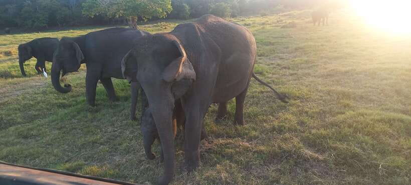 From Dambulla: Minneriya National Park wild Jeep Safari - What the private format changes