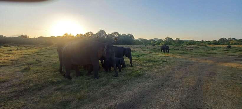From Dambulla: Minneriya National Park wild Jeep Safari - Is $50 per person good value?