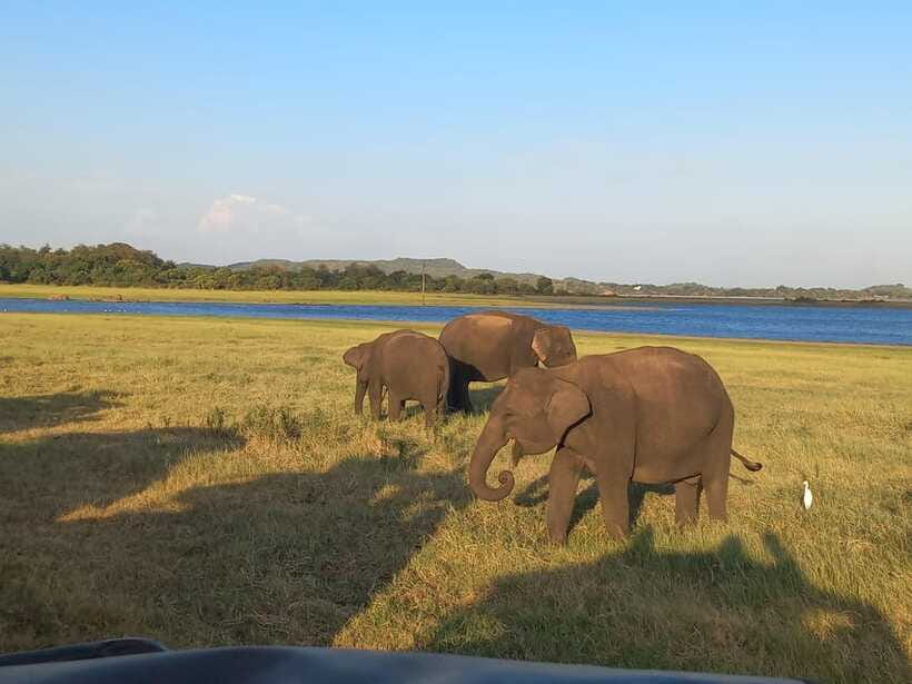 From Dambulla: Minneriya National Park wild Jeep Safari - Planning the best possible outing