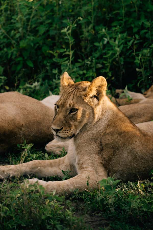 From Dar es Salaam: Mikumi National Park Day Trip - Key points before you book
