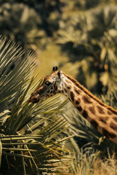 From Dar es Salaam: Mikumi National Park Day Trip