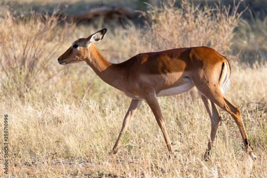 From Dar es Salaam: Mikumi National Park Day Trip - What you may see on the safari