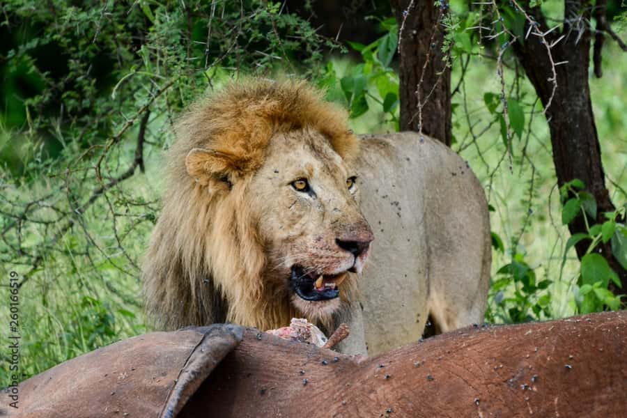 From Dar es Salaam: Mikumi National Park Day Trip - Lunch, photos, and the tree of life