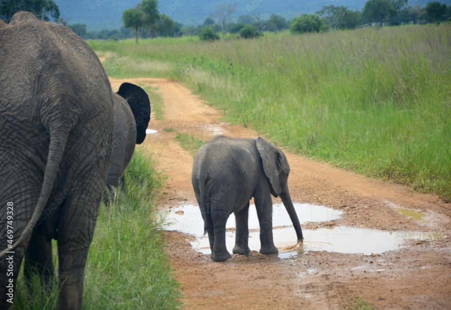 From Dar es Salaam: Mikumi National Park Day Trip - Should you book this Mikumi day trip?