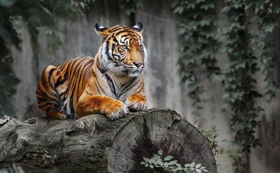 From Delhi: Ranthambore National Park Day Trip with Safari - Key points to know before booking