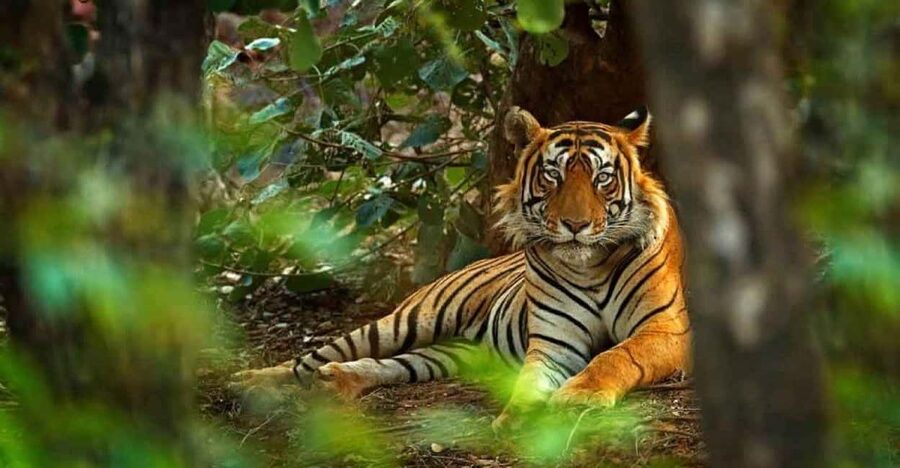 From Delhi: Ranthambore National Park Day Trip with Safari - A 5:00 AM start from Delhi