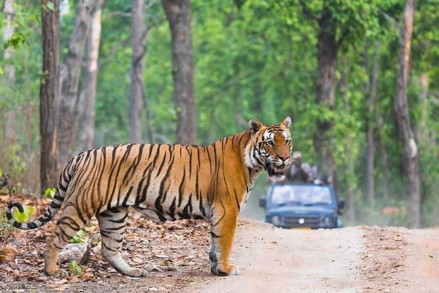 From Delhi: Ranthambore National Park Day Trip with Safari - Four hours inside Ranthambore National Park
