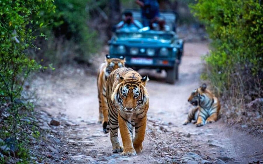From Delhi: Ranthambore National Park Day Trip with Safari - Arriving early at the jungle lodge