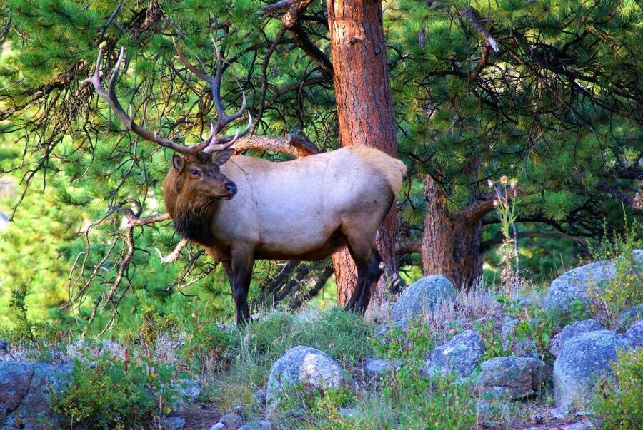 From Denver: Guided Hike in Rocky Mountain National Park - Choosing a Rocky Mountain National Park Trail