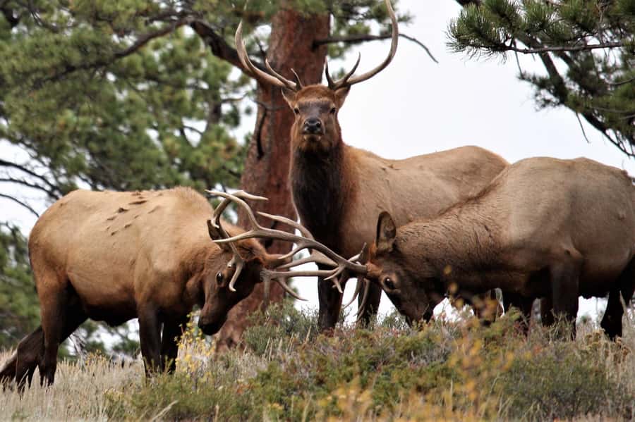 From Denver: Rocky Mountain National Park Day Trip and Lunch - Key points to know before booking