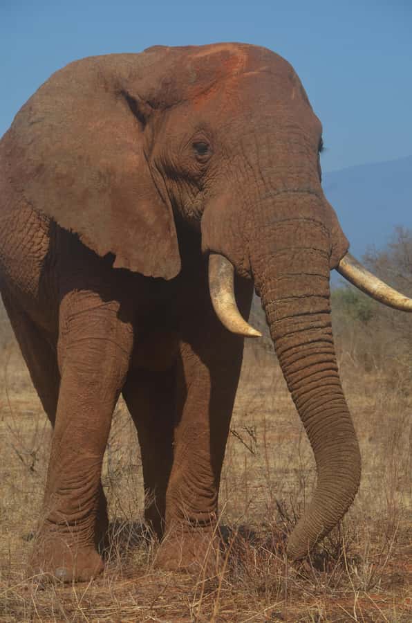From Diani or Mombasa: Tsavo East National Park Day Trip - Key points to know before booking