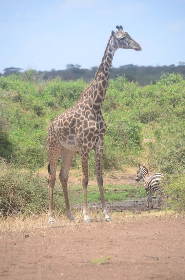 From Diani or Mombasa: Tsavo East National Park Day Trip - Leaving Diani or Mombasa before sunrise