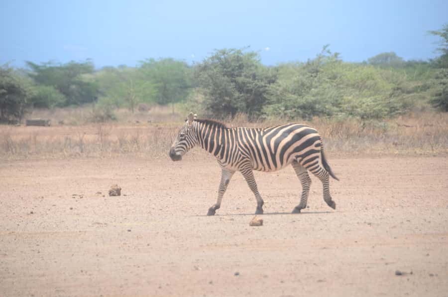 From Diani or Mombasa: Tsavo East National Park Day Trip - Why Tsavo’s red soil matters