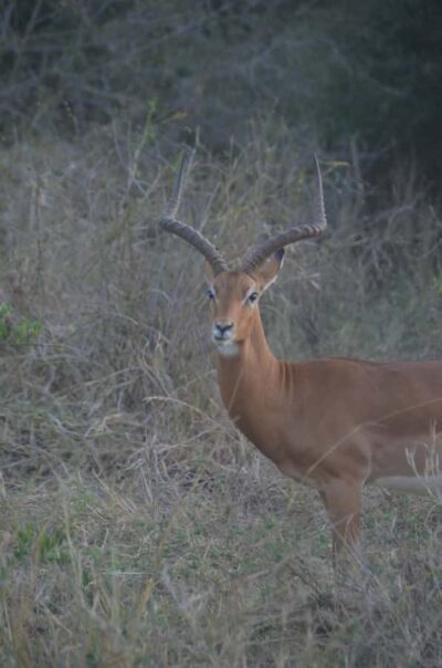 From Diani or Mombasa: Tsavo East National Park Day Trip