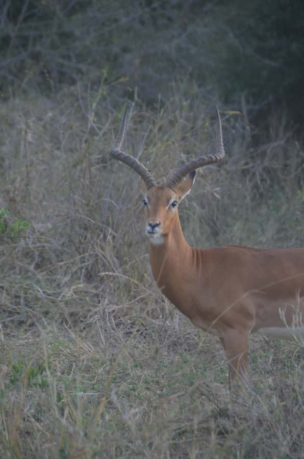 From Diani or Mombasa: Tsavo East National Park Day Trip - Bachuma Gate and the first Tsavo game drive