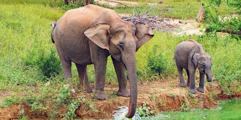 From Ella: All Inclusive Udawalawe National Park Safari - Key points to know before booking