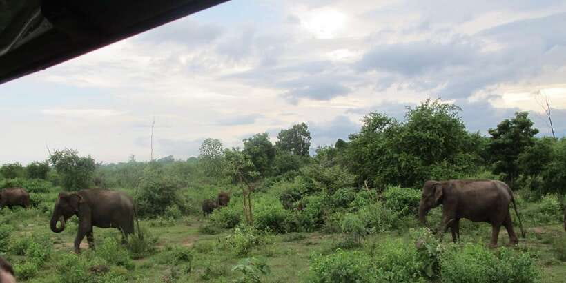 From Ella: All Inclusive Udawalawe National Park Safari - Entering the park by private jeep