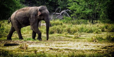 From Ella: All Inclusive Udawalawe National Park Safari