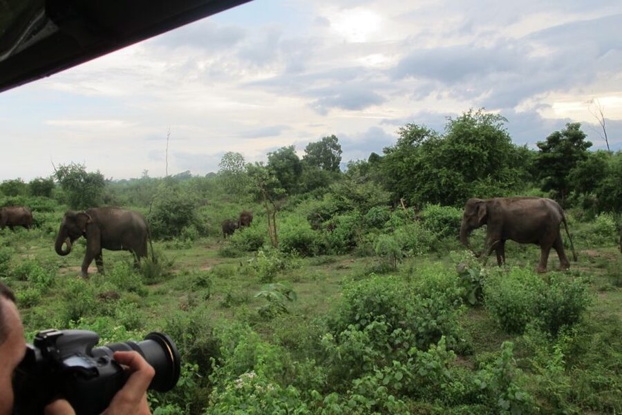 From Ella: All Inclusive Udawalawe National Park Safari - Is $140 per person a fair price?