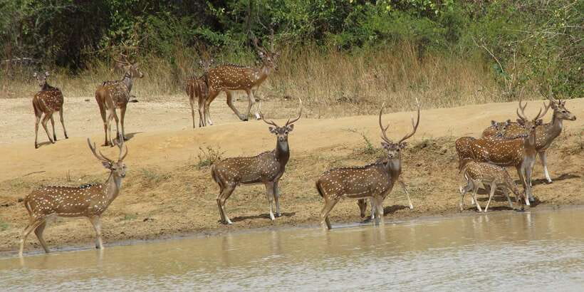From Ella: All Inclusive Udawalawe National Park Safari - Booking details worth keeping in mind