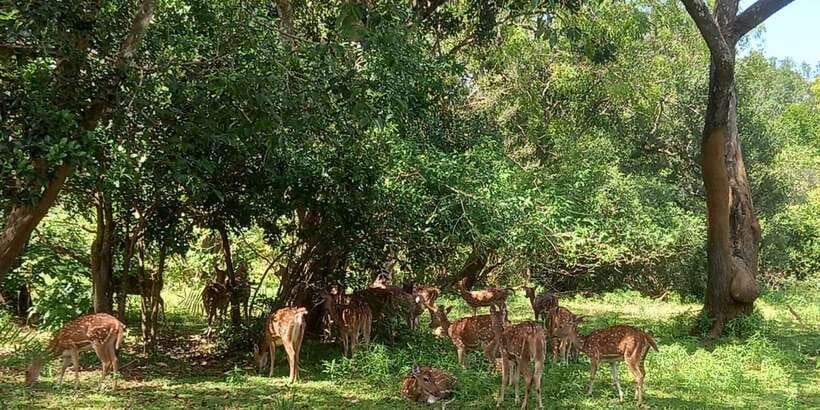 From Ella: Udawalawe National Park Safari Tour - Key points at a glance