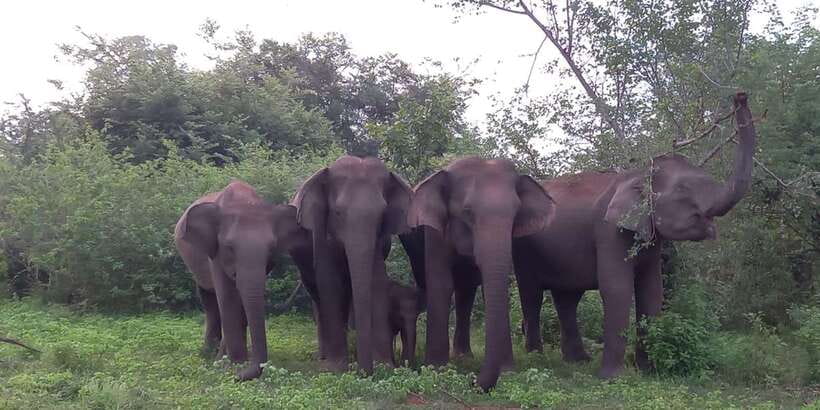 From Ella: Udawalawe National Park Safari Tour - Why this Ella to Udawalawe trip makes sense