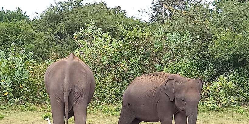 From Ella: Udawalawe National Park Safari Tour - Changing from van to open-top Jeep