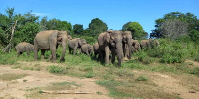 From Ella: Udawalawe National Park Safari Tour