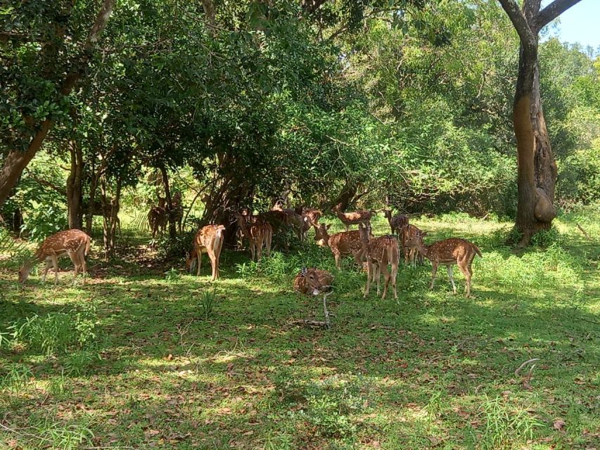 From Ella: Udawalawe National Park Safari Tour - The animals you may see