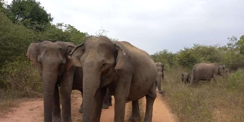 From Ella: Udawalawe National Park Safari Tour - Is $84 good value?