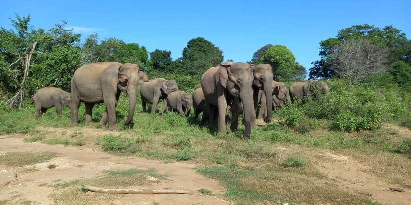 From Ella: Udawalawe National Park Safari Tour - The ride from Ella to the park