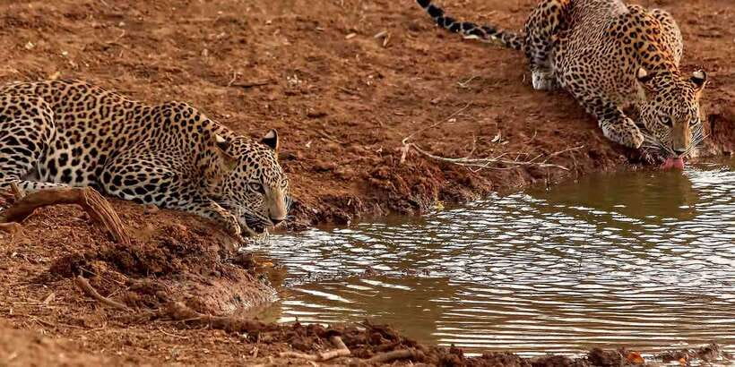 From Ella: Yala National Park Jeep Safari Tour - Key points at a glance