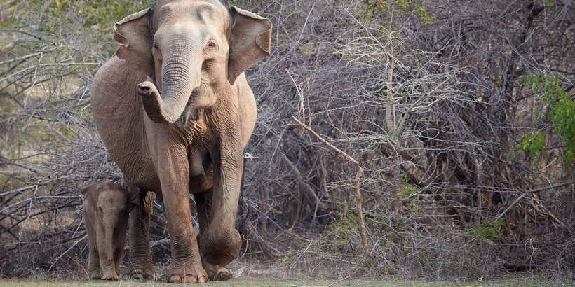 From Ella: Yala National Park Jeep Safari Tour - Who will get the most from this Yala tour