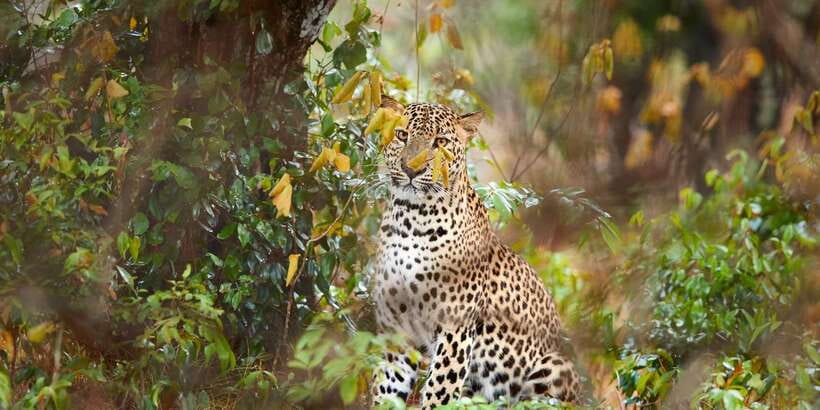 From Ella: Yala National Park Jeep Safari Tour - From Ella to Yala: why the journey matters