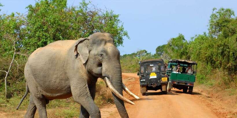 From Ella: Yala National Park Jeep Safari Tour - Four hours inside Ruhunu National Park