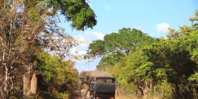 From Ella: Yala National Park Jeep Safari Tour